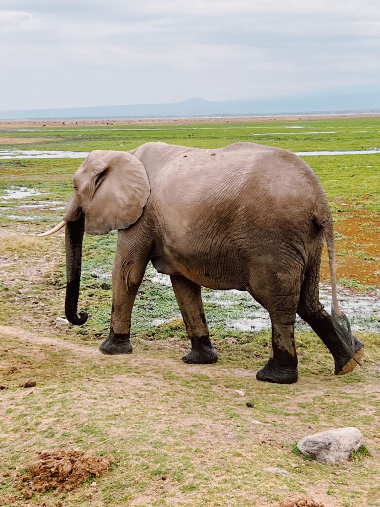 elephant walking with wet feet in amboseli