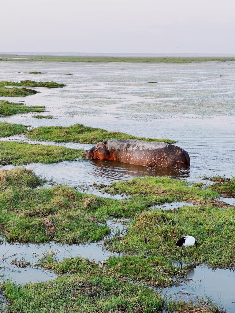 hippopotamus eating in marsh in amboseli