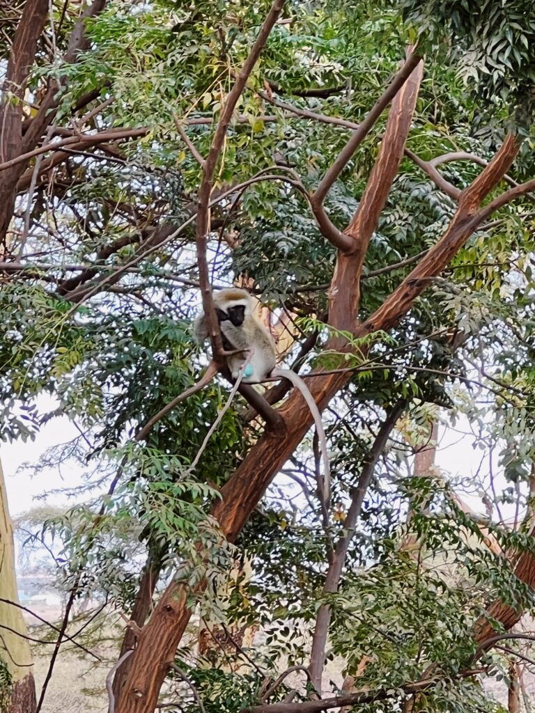 vervet monkey in tree in amboseli