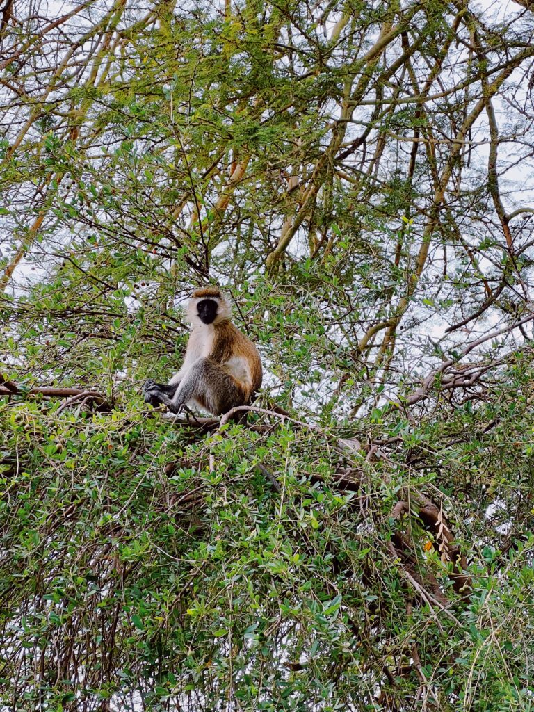 vervet monkey in tree in amboseli