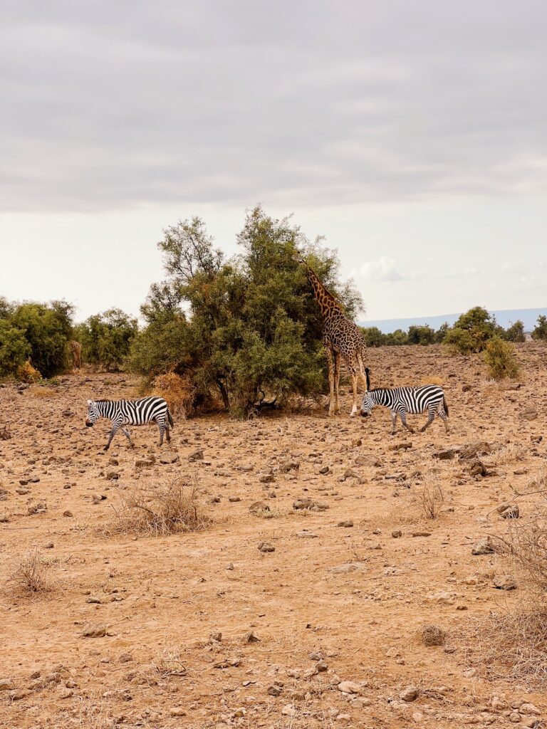 zebras and giraffe eating in africa in amboseli