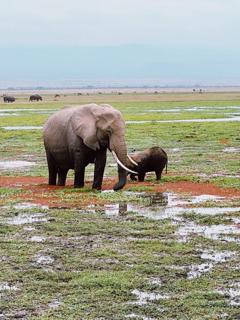 elephant with baby eating in marsh in amboseli