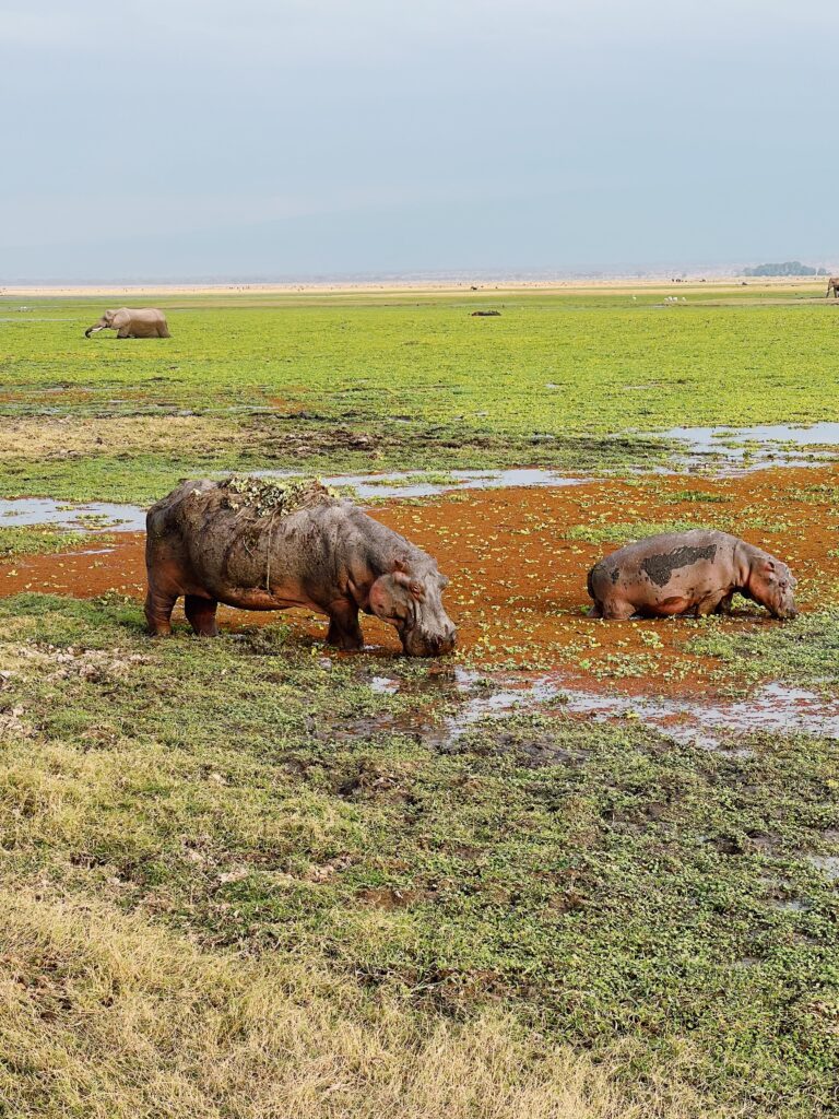 hippopotamus and baby eating with elephant in marsh in amboseli